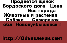 Продаётся щенок Бордоского дога › Цена ­ 37 000 - Все города Животные и растения » Собаки   . Самарская обл.,Новокуйбышевск г.